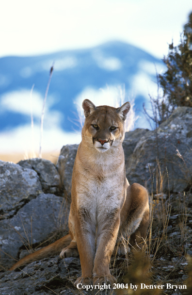 Mountain lion in habitat