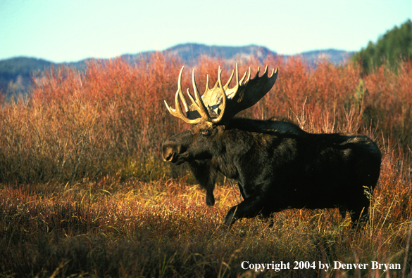 Bull moose in habitat.