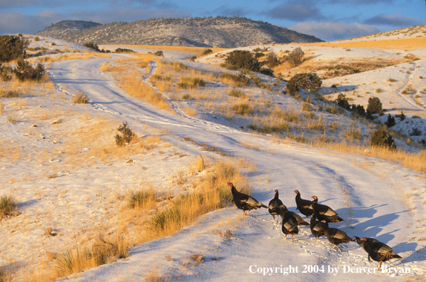 Flock of Merriam turkeys in winter.