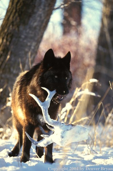 Gray wolf chewing on antlers.