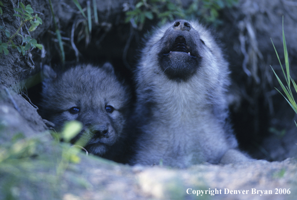 Gray wolf pups in den howling.