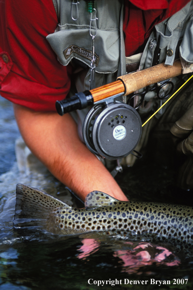 Flyfisherman releasing brown trout.