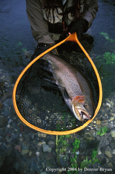 Rainbow trout.