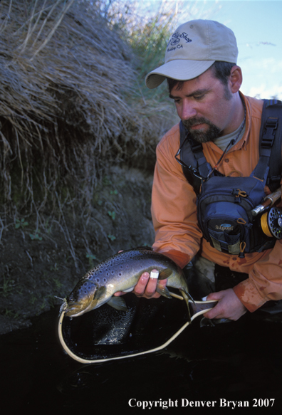 Flyfisherman holding brown trout.