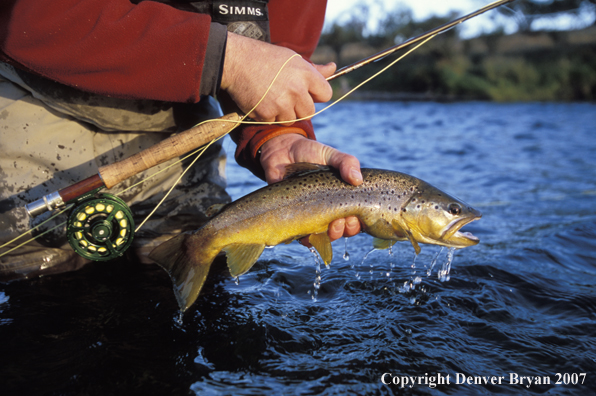 Brown Trout.