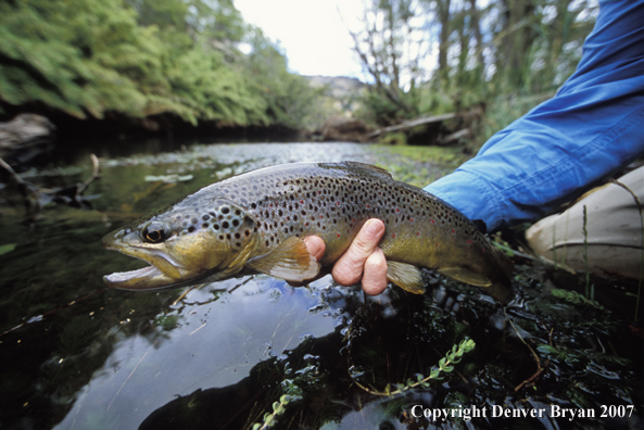 Brown Trout.