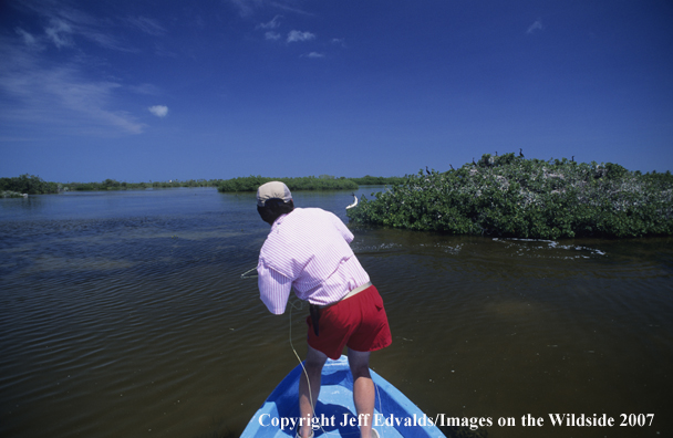 Tarpon