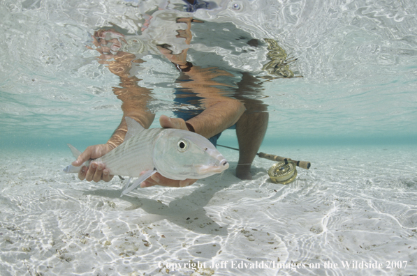 Bonefish underwater