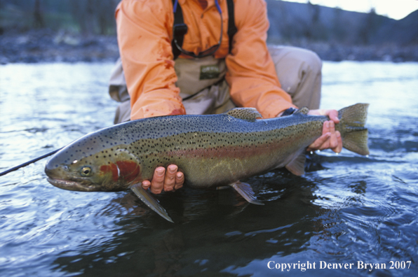 Flyfisherman releasing steelhead.