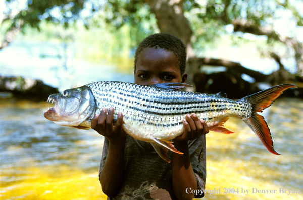 Child holding African tigerfish.