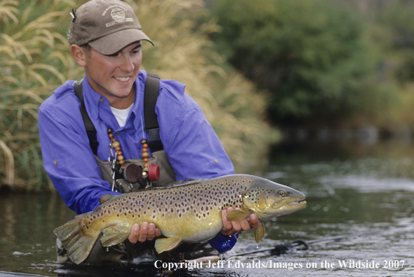 Brown Trout