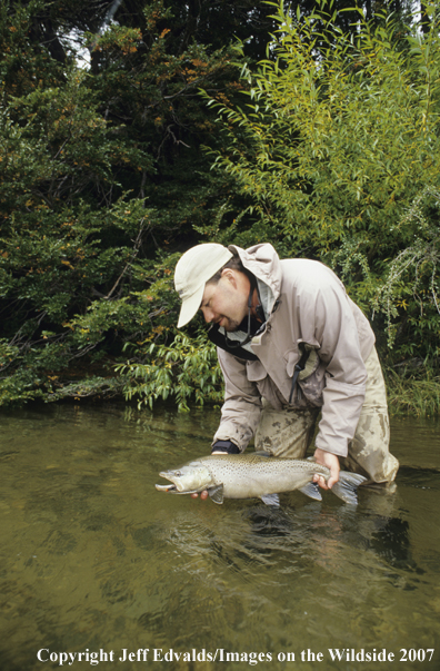 Brown Trout