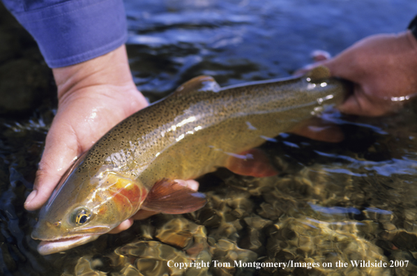 Cutthroat Trout