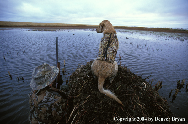 Waterfowl hunter with yellow Lab. 