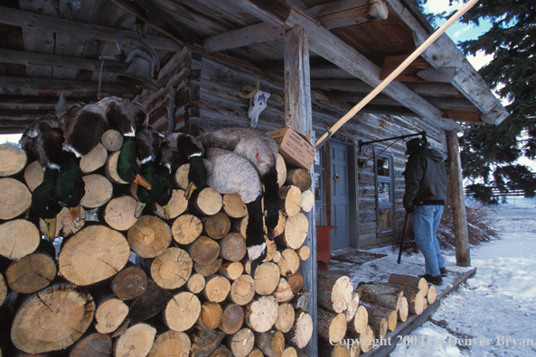 Waterfowl hunter with bagged fowl at camp.