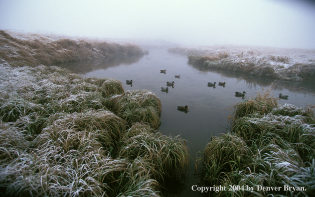 Decoys on water.