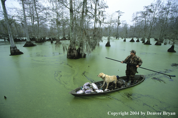 Waterfowl hunter and labrador retriever poling through bald cypress swamp.