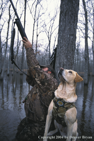 Waterfowl hunter shooting at duck with yellow Lab. 