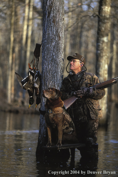 Waterfowl hunter with chocolate Lab and bagged ducks.