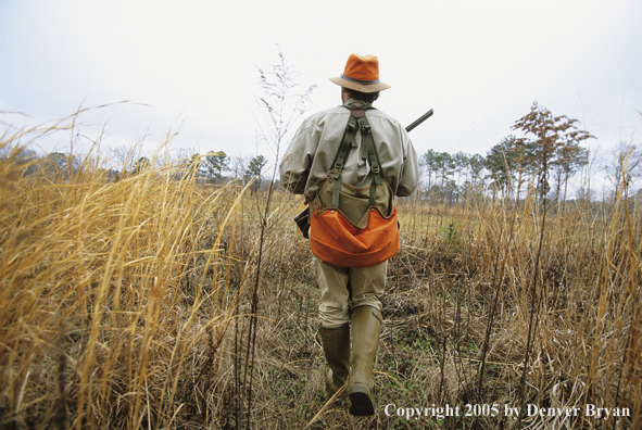 Upland bird hunter in field hunting for Bobwhite quail.