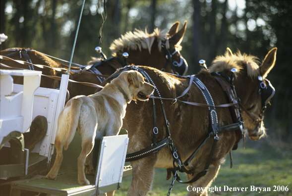 Yellow labrador retriever on mule drawn carrige on southern plantation quail hunt.