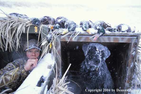 Waterfowl hunter with black Lab in blind.