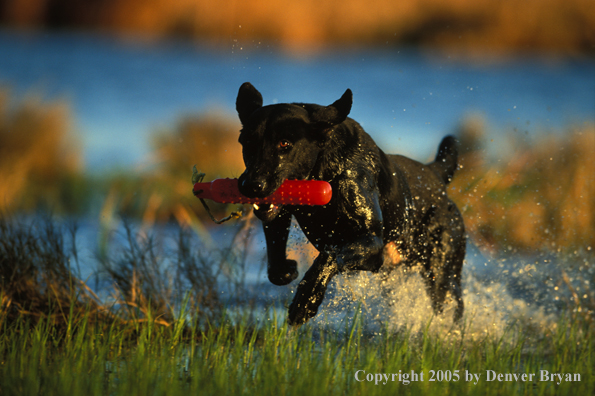 Black Labrador Retriever running with training dummy