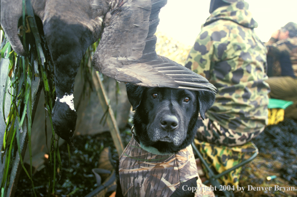 Black Labrador Retriever with black brant and hunters