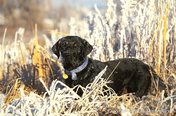 Black Labrador Retriever 