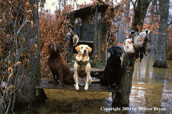 Black, chocolate, and yellow Labrador Retrievers on stand with mallards