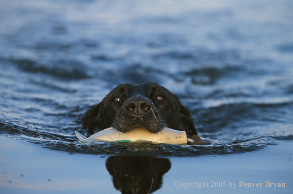 Black Labrador Retriever swimming with training dummy