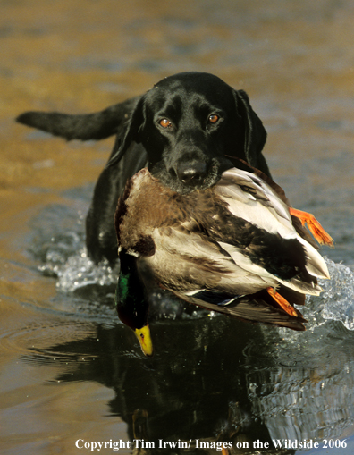 Black Labrador Retriever retrieving duck.