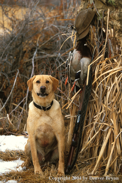 Yellow Labrador Retriever with mallard