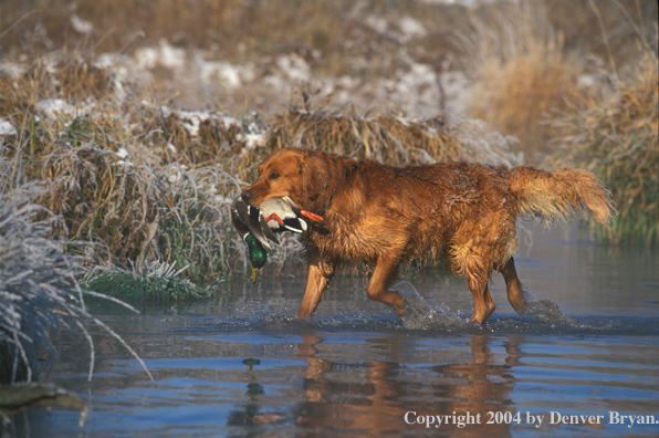 Golden Retriever with bagged duck.  