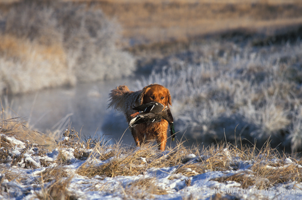 Golden Retriever with bagged duck.  