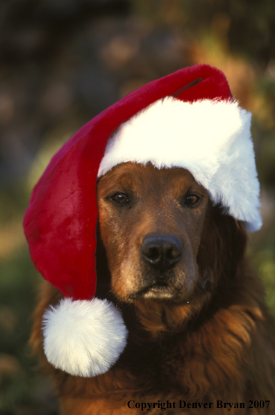 Golden Retriever wearing a santa hat.