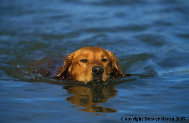 Golden Retriever swimming.