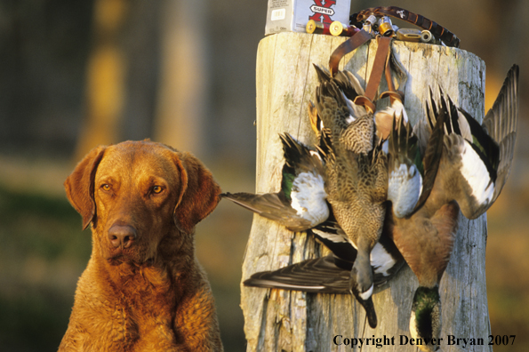 Chesapeake Bay Retriever on porch