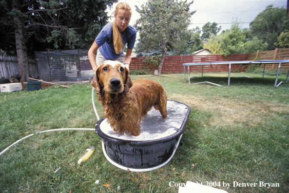 Golden Retriever getting a bath