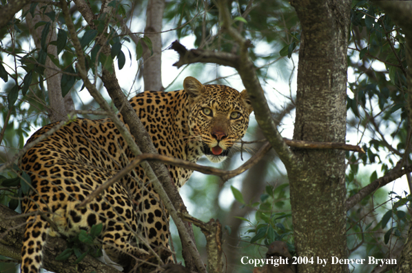 Leopard in tree. Africa