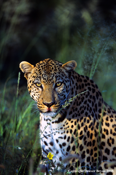 Leopard eating on kill