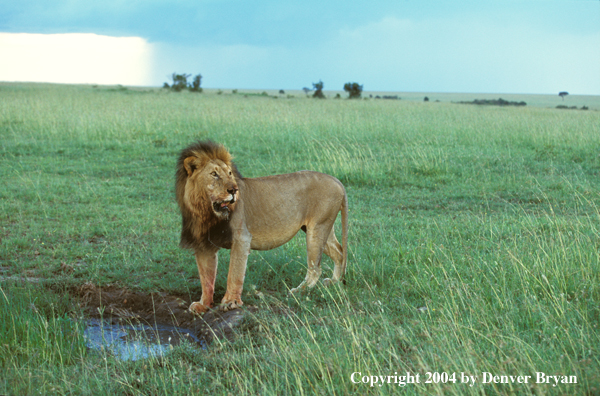 Male African lion in habitat. Africa