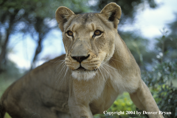 Female African lion in habitat.  Africa