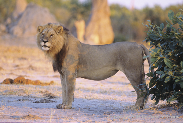 Male African lion in habitat.