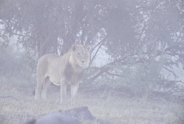 Male African lion in habitat.