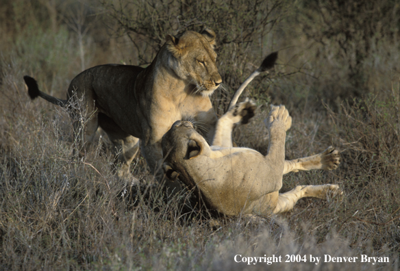 Female African lions in habitat.  Africa