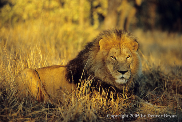 African lion in habitat.