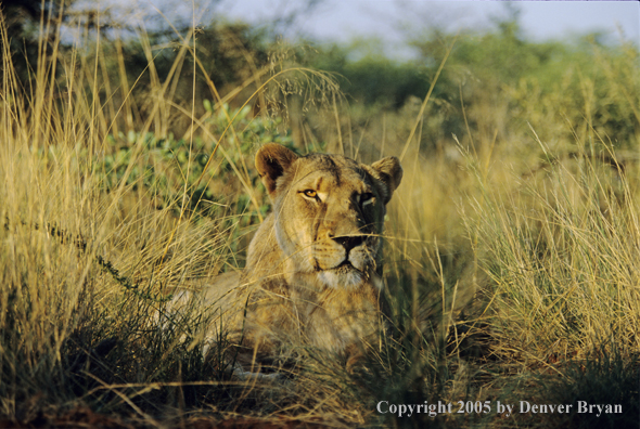 African lioness in habitat.