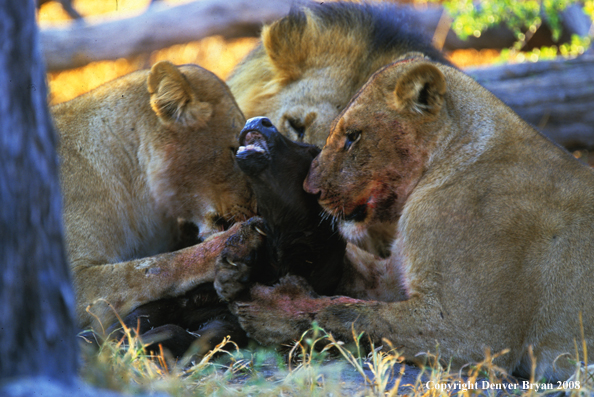 African lions eating kill