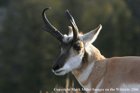 Pronghorn Antelope in habitat